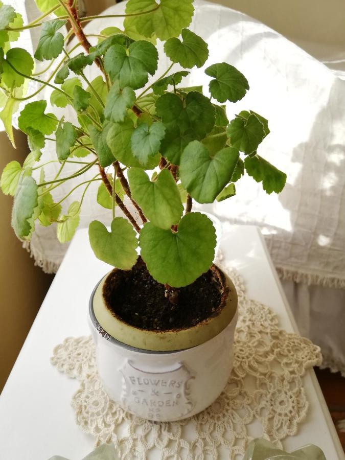 Guest House Vodolei 科泰尔 外观 照片